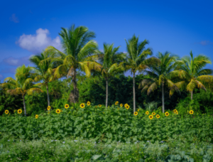 Home insurance sign in Homestead, FL