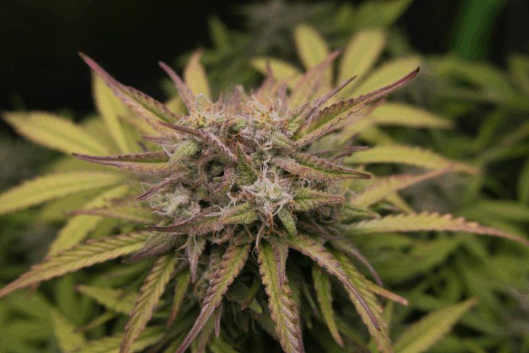 leyes de marihuana en florida